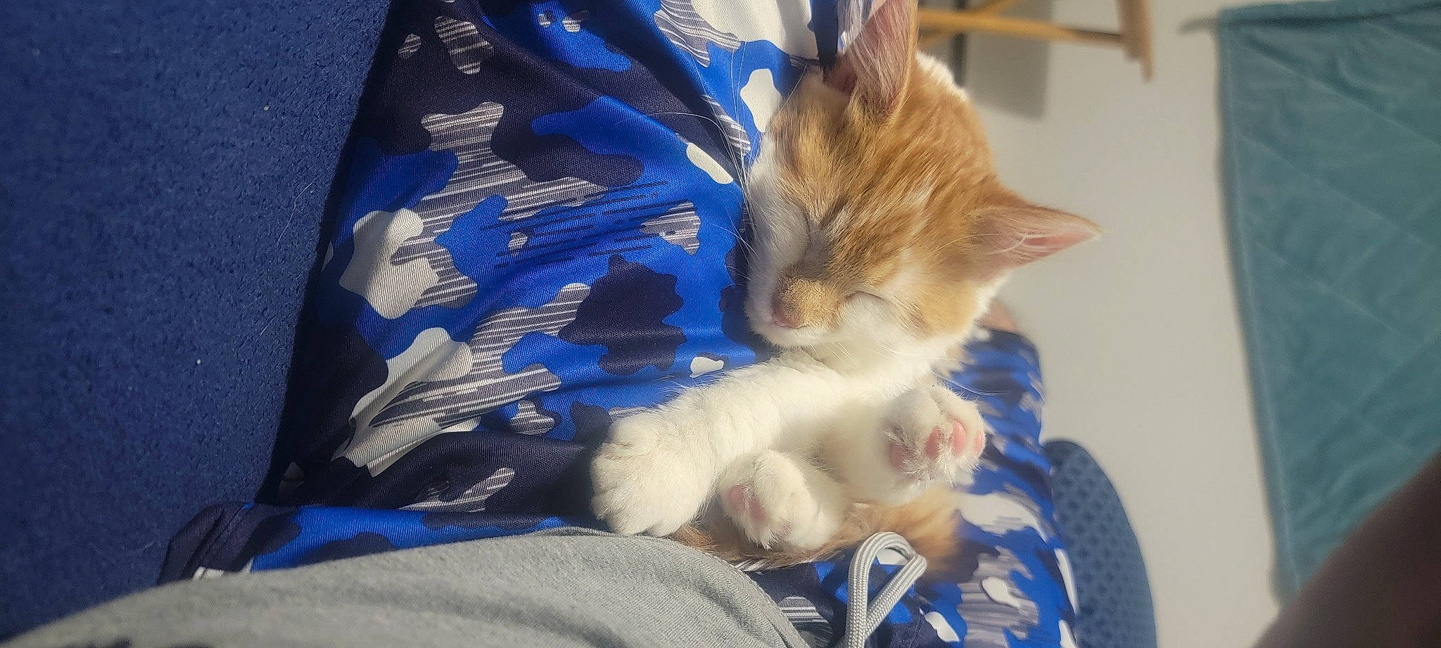 Khaos joined the competition — help win amazing prizes! blue, carnivore, cat, claw, comfort, domestic_short_haired_cat, electric_blue, felidae, fur, gesture, lap, paw, small_to_medium_sized_cats, snout, tail, whiskers