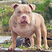 Tessi participe au concours pour gagner de l'argent avec cette photo : alert, animal, brown_fur, canine, closeup, dog, ears, garden, greenery, muscular, muzzle, nature, outdoor, paws, pet, portrait, serious_expression, standing, stone, wet_fur