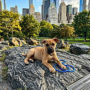Sophie is registered to the contest to win money with this photo: animal, blue_rope, city, daytime, dog, grass, greenery, nature, outdoor, park, pet, playful, puppy, relaxing, rock, skyline, skyscraper, sunlight, trees, urban