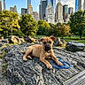 animal, blue_rope, city, daytime, dog, grass, greenery, nature, outdoor, park, pet, playful, puppy, relaxing, rock, skyline, skyscraper, sunlight, trees, urban