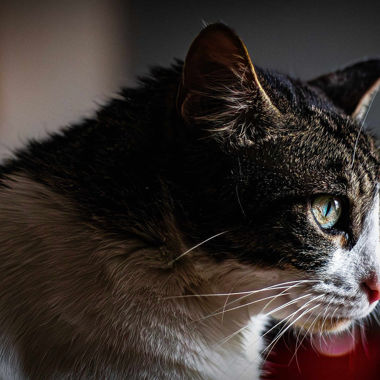 Chipie a rejoint le concours — aidez-le/la à gagner de superbes lots ! animal, background_blur, blue_eyes, cat, close_up, curious, detailed, domestic_cat, feline, focused, fur, indoor, mammal, pet, portrait, profile, serene, side_view, soft_light, whiskers