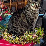 Spaz is registered to the contest to win money with this photo: abyssinian, angora, animal, cat, egyptiancat, flower, flowerarrangement, flowerbouquet, herbal, herbs, ikebana, jar, kitten, manx, pet, plant, planter, pottedplant, pottery, vase