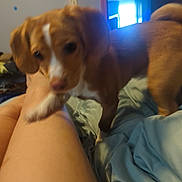 Stella is registered to the contest to win money with this photo: dog, brown_dog, white_markings, bed, blue_sheets, person_leg, indoor, mirror, window, light, paw, pet, animal, furniture, home, blur, motion, leg, canine, room