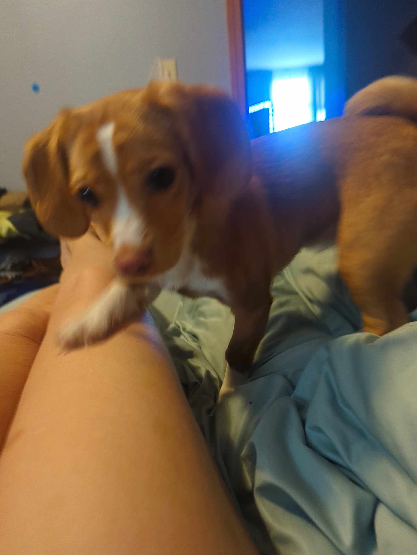 Stella