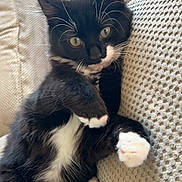 Peaches is registered to the contest to win money with this photo: kitten, cat, black_and_white, paw, whiskers, fur, cushion, texture, relaxed, cute, pet, animal, indoor, closeup, lying_down, pink_paw_pads, cozy, feline, resting