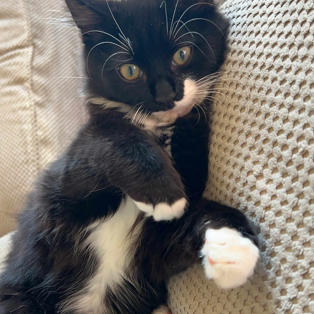 Peaches is registered to the contest to win money with this photo: animal, black_and_white, cat, closeup, cozy, cushion, cute, feline, fur, indoor, kitten, lying_down, paw, pet, pink_paw_pads, relaxed, resting, texture, whiskers