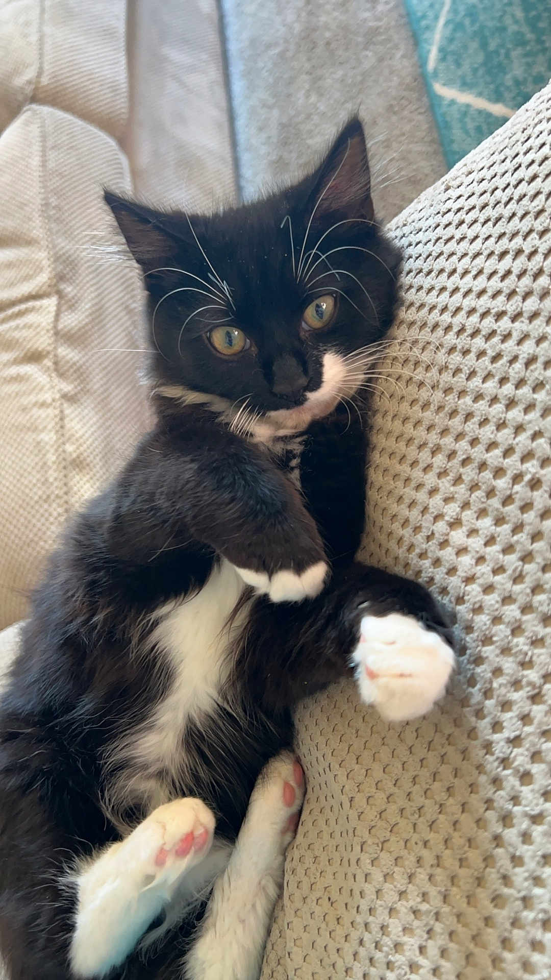 Peaches is registered to the contest to win money with this photo: kitten, cat, black_and_white, paw, whiskers, fur, cushion, texture, relaxed, cute, pet, animal, indoor, closeup, lying_down, pink_paw_pads, cozy, feline, resting