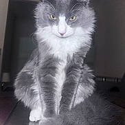 Kitty joined the competition — help win amazing prizes! animal, cat, close_up, domestic_cat, ears, fluffy, fur, gray, indoor, long_hair, nose, pet, portrait, reflective_surface, serious_expression, sitting, tail, whiskers, white, yellow_eyes