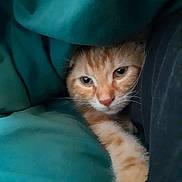Biscotte a rejoint le concours — aidez-le/la à gagner de superbes lots ! blanket, cat, closeup, comfort, cozy, curious, cute, feline, fur, indoor, nap, orange_tabby, paw, pet, resting, sleepy, soft, teal, warm, whiskers
