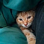 blanket, cat, closeup, comfort, cozy, curious, cute, feline, fur, indoor, nap, orange_tabby, paw, pet, resting, sleepy, soft, teal, warm, whiskers