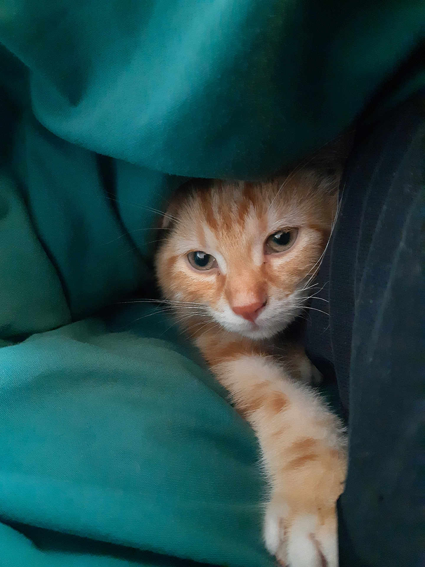 Biscotte a rejoint le concours — aidez-le/la à gagner de superbes lots ! blanket, cat, closeup, comfort, cozy, curious, cute, feline, fur, indoor, nap, orange_tabby, paw, pet, resting, sleepy, soft, teal, warm, whiskers