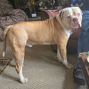 Buster is registered to the contest to win money with this photo: dog, indoor, carpet, brown, white, pet, animal, furniture, person, jeans, blanket, chair, leopard_print, table, floor, living_room, looking, standing, canine, companion