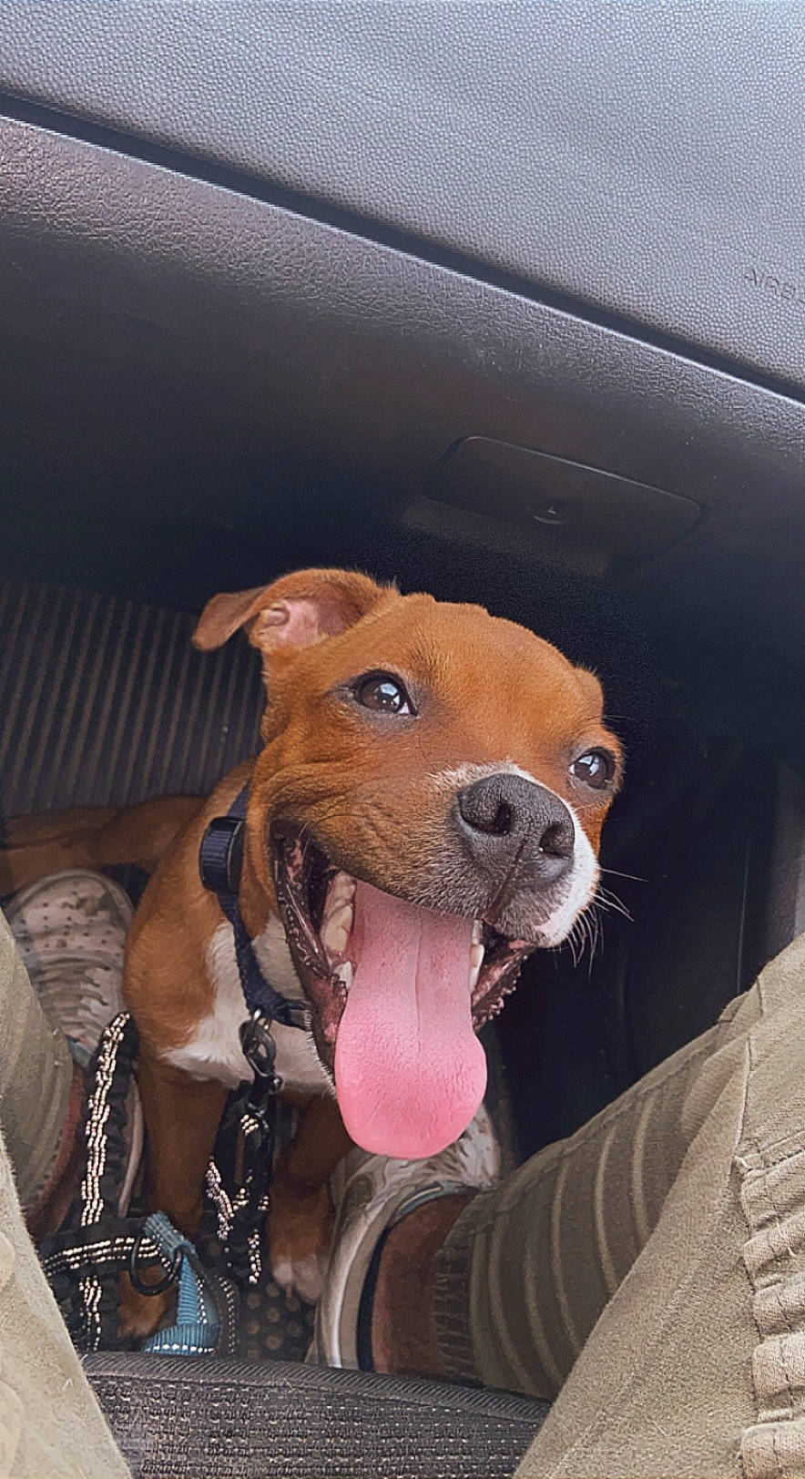 Zampa participe au concours pour gagner de l'argent avec cette photo : canidae, carnivore, collar, companion_dog, dog, dog_breed, dog_collar, dog_supply, fawn, fur, guard_dog, leash, liver, non_sporting_group, pet_supply, snout, sporting_group, whiskers, working_animal, working_dog