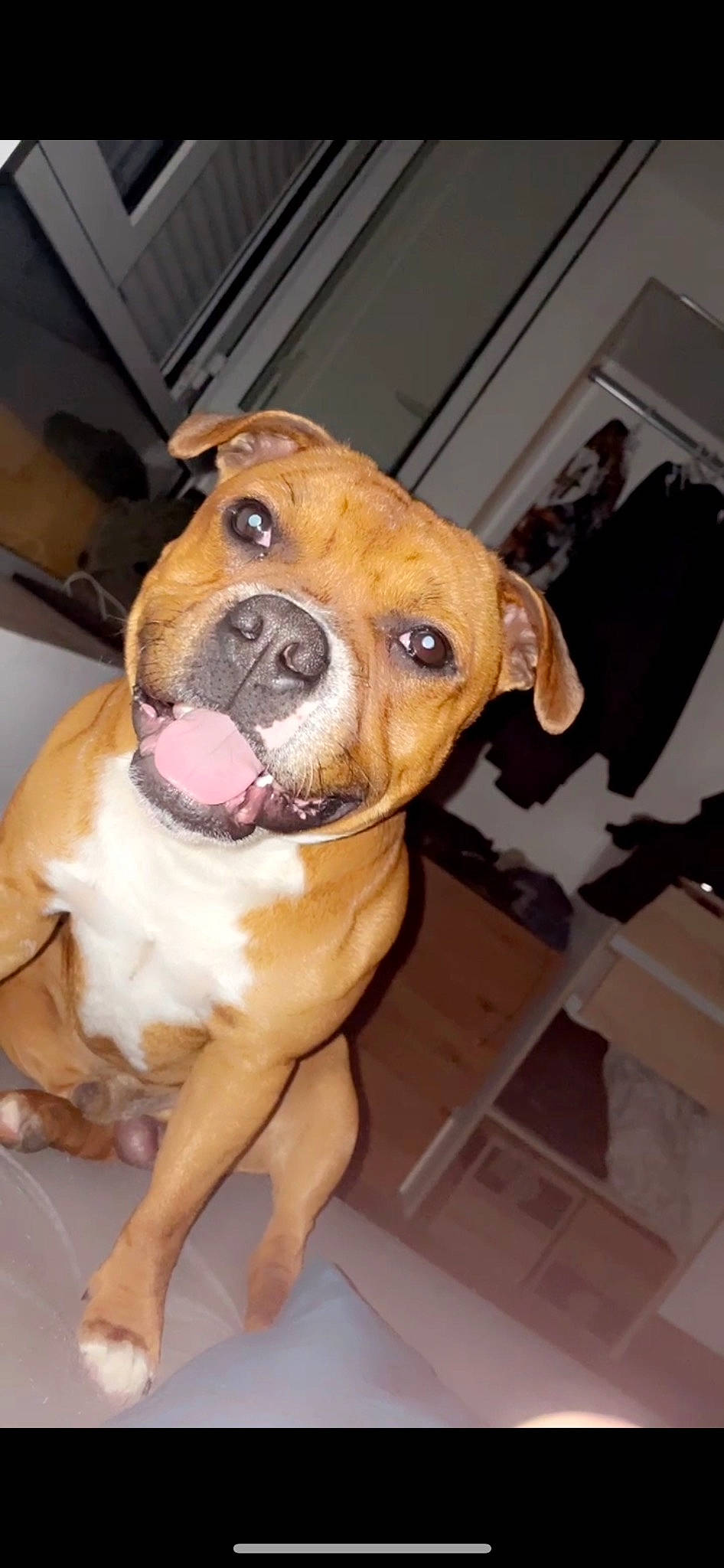 Zampa a rejoint le concours — aidez-le/la à gagner de superbes lots ! ancient_dog_breeds, canidae, carnivore, companion_dog, dog, dog_breed, dog_collar, fawn, fur, guard_dog, liver, molosser, non_sporting_group, pet_supply, puppy, snout, sporting_group, whiskers, working_animal, working_dog