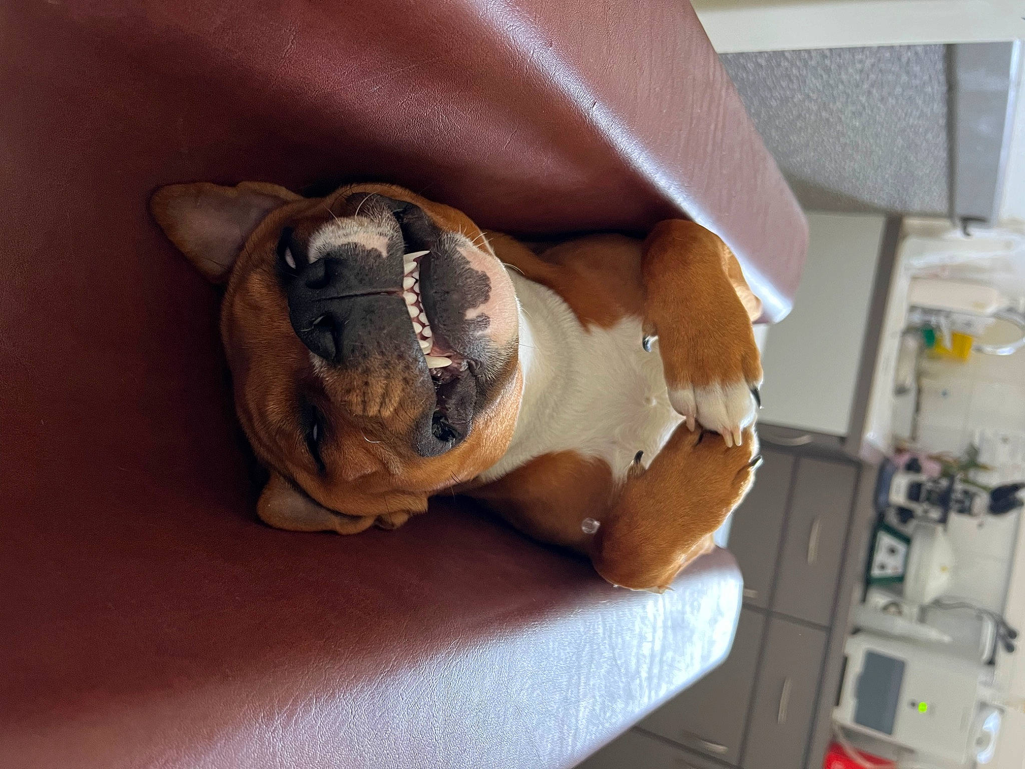 Zampa participe au concours pour gagner de l'argent avec cette photo : art, canidae, carnivore, comfort, companion_dog, dog, dog_breed, fawn, felidae, flooring, hardwood, human_leg, machine, non_sporting_group, room, sporting_group, toy_dog, wood, working_animal, wrinkle