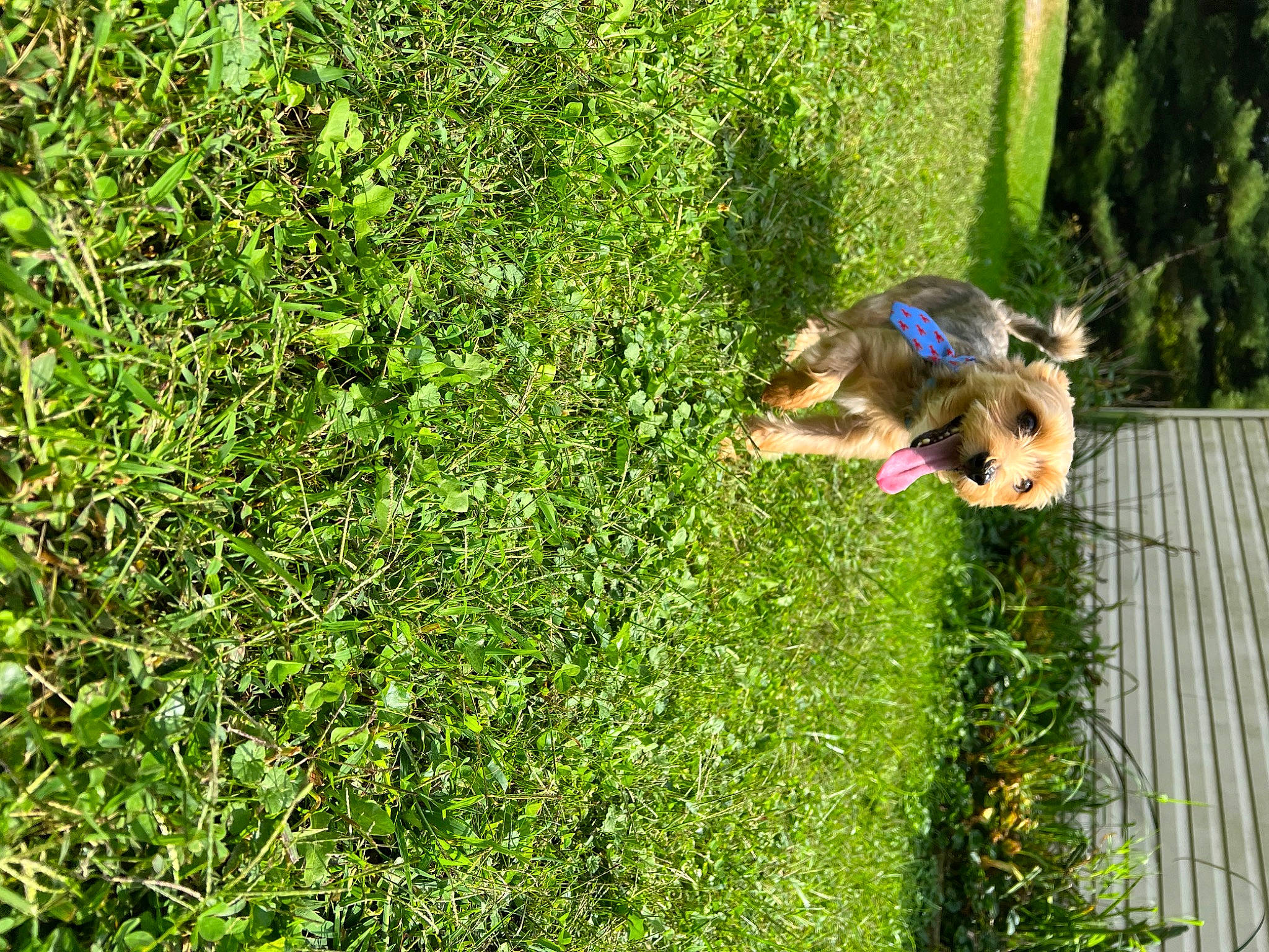 Max joined the competition — help win amazing prizes! canidae, carnivore, dog, dog_breed, fawn, fence, garden, grass, grass_family, grassland, groundcover, landscape, lawn, leisure, people_in_nature, plant, shrub, sporting_group, tree, wood