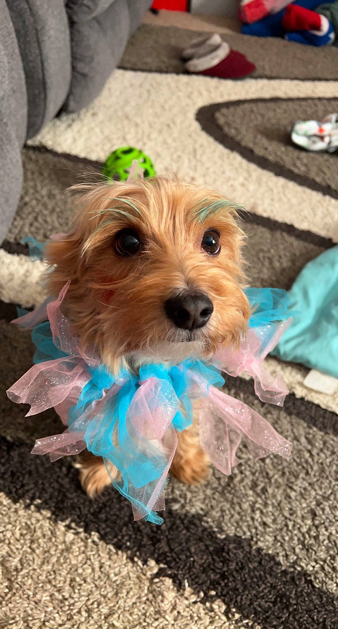Max is registered to the contest to win money with this photo: biewer_terrier, canidae, carnivore, collar, companion_dog, dog, dog_breed, dog_clothes, dog_collar, dog_supply, fashion_accessory, fawn, fur, pet_supply, small_terrier, snout, sporting_group, terrier, toy_dog, working_animal