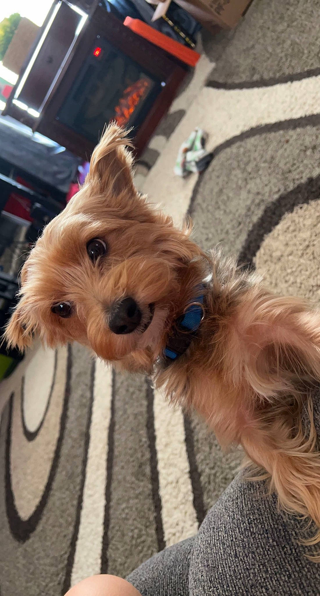 Max joined the competition — help win amazing prizes! canidae, carnivore, collar, companion_dog, dog, dog_breed, dog_collar, dog_supply, fashion_accessory, fawn, fur, leash, liver, pet_supply, small_terrier, snout, sporting_group, terrier, toy_dog, working_animal
