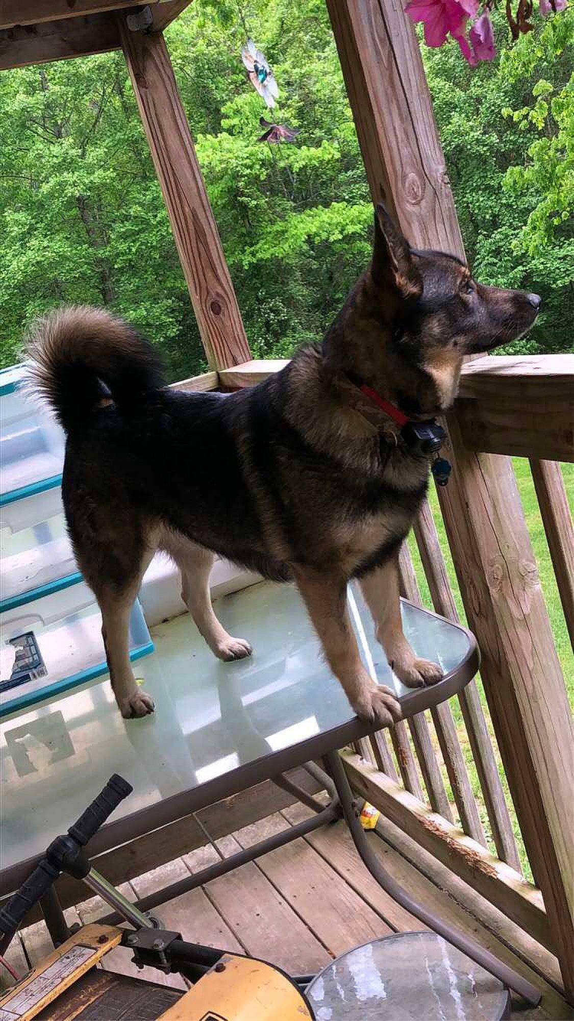 Izzy is registered to the contest to win money with this photo: canidae, carnivore, collar, companion_dog, dog, dog_breed, dog_collar, dog_supply, east_european_shepherd, fashion_accessory, fawn, old_german_shepherd_dog, pet_supply, plant, sporting_group, tail, tree, wood, working_animal, working_dog