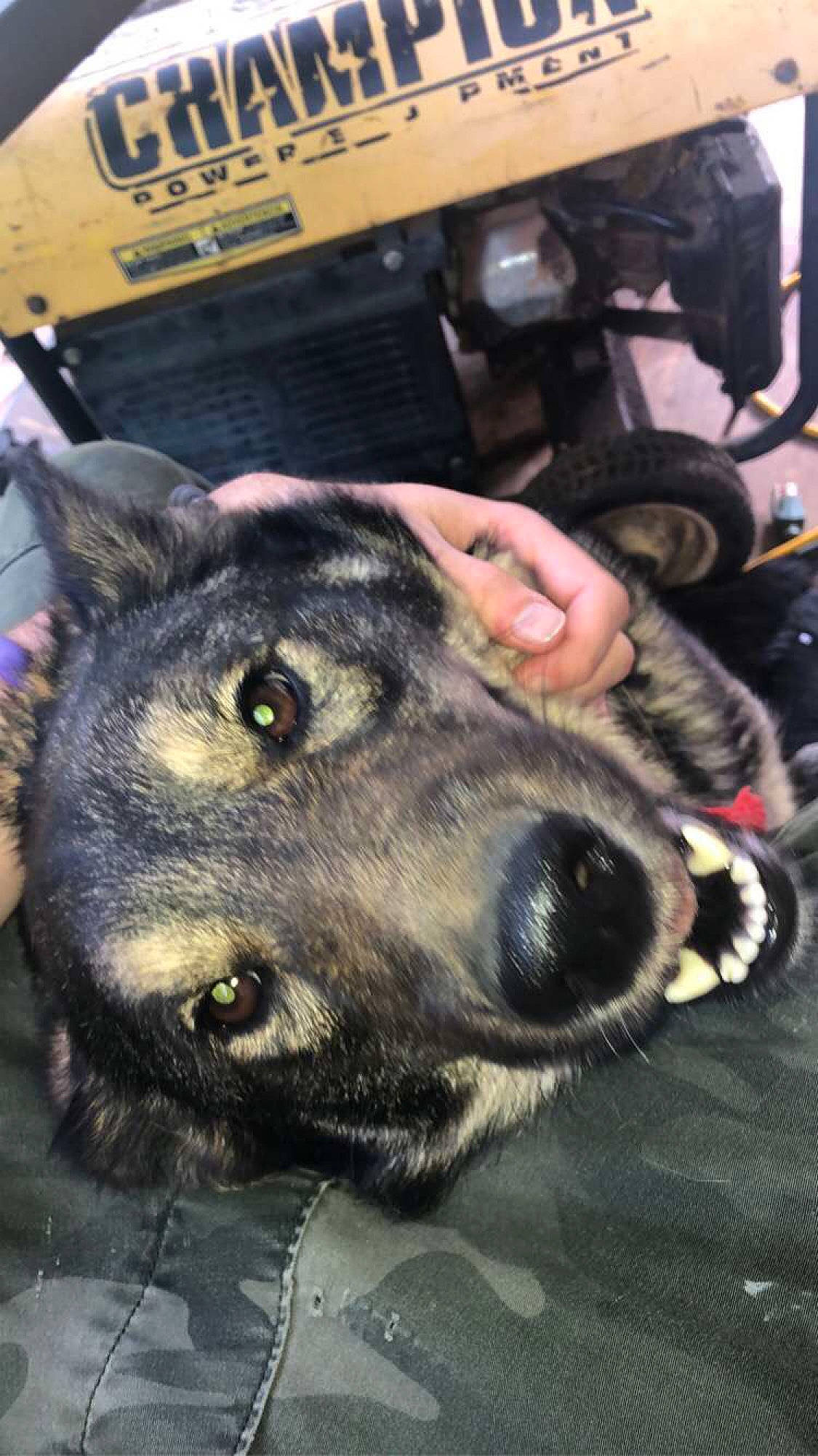 Izzy is registered to the contest to win money with this photo: auto_part, automotive_tire, canidae, carnivore, collar, companion_dog, dog, dog_breed, ear, fawn, fender, hood, jaw, snout, sporting_group, tire, tread, wheel, whiskers, working_animal