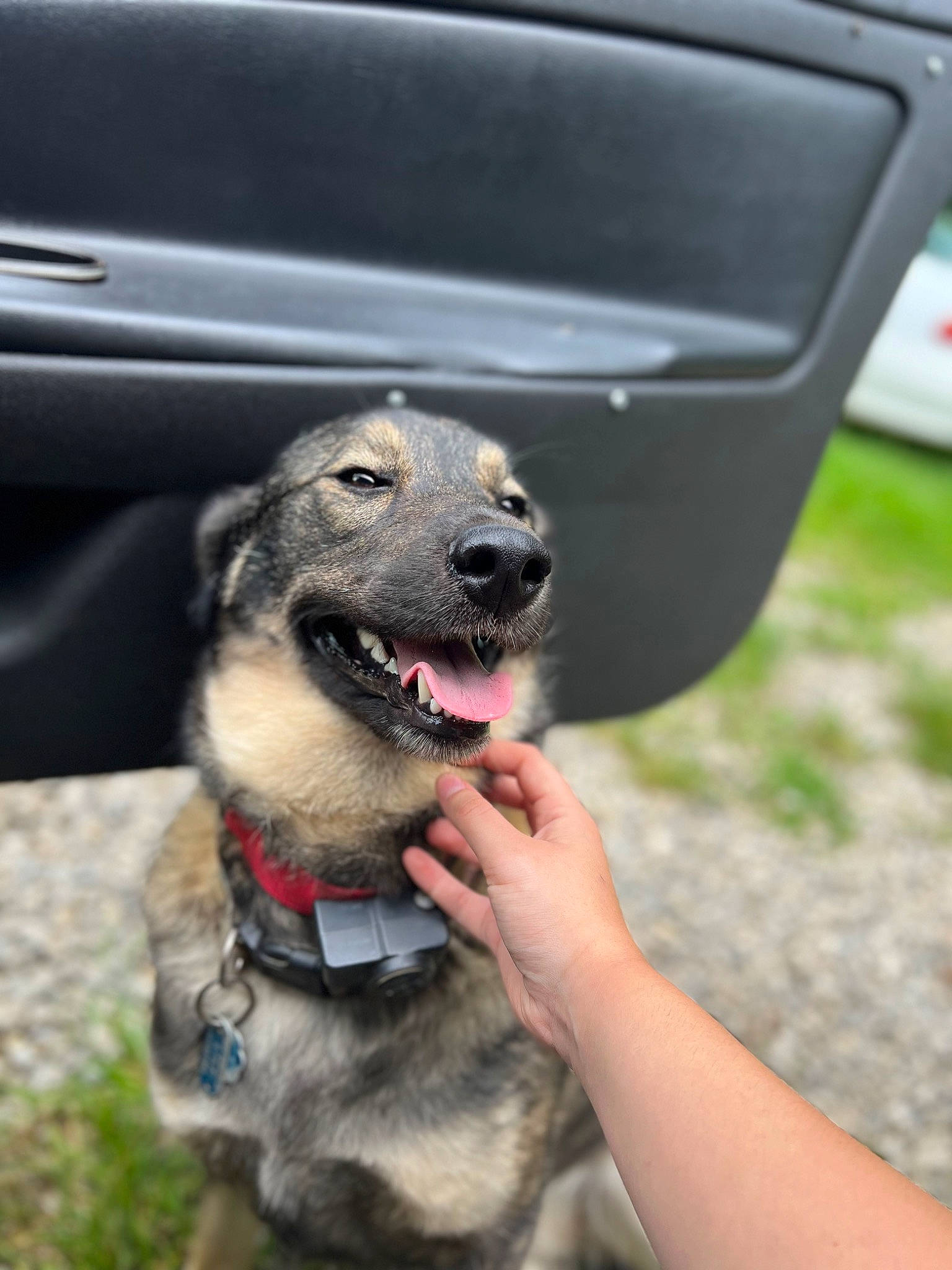 Izzy joined the competition — help win amazing prizes! automotive_exterior, automotive_lighting, automotive_tire, bumper, canidae, car, carnivore, collar, companion_dog, dog, dog_breed, dog_collar, fender, grass, motor_vehicle, pet_supply, snout, sporting_group, vehicle, vehicle_door