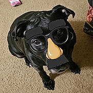 Rei Rei is registered to the contest to win money with this photo: dog, black_dog, pet, carpet, indoor, disguise, glasses, mustache, nose, eyebrows, funny, playful, animal, sitting, looking_up, floor, cute, companion, domestic, canine