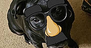 Rei Rei is registered to the contest to win money with this photo: animal, black_dog, canine, carpet, companion, cute, disguise, dog, domestic, eyebrows, floor, funny, glasses, indoor, looking_up, mustache, nose, pet, playful, sitting