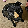 dog, black_dog, pet, carpet, indoor, disguise, glasses, mustache, nose, eyebrows, funny, playful, animal, sitting, looking_up, floor, cute, companion, domestic, canine