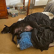 Rei Rei is registered to the contest to win money with this photo: bed, bedding, black_dog, blanket, canine, carpet, cozy, dog, domestic, drawer, floor, furniture, household_items, indoor, pet, relaxing, resting, room, sleeping, storage_boxes