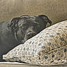 Rei Rei joined the competition — help win amazing prizes! animal, black_dog, calm, close_up, couch, cozy, dog, domestic, fabric_texture, furniture, home, indoor, patterned_pillow, pet, pillow, portrait, relaxed, resting, sleepy, timestamp