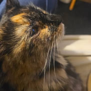 Tarot joined the competition — help win amazing prizes! animal, black, blurred_background, brown, cat, close_up, cozy, domestic_animal, ears, eye, face, feline, fur, indoor, looking_up, orange, pet, soft_light, tortoiseshell, whiskers