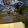 Tarot joined the competition — help win amazing prizes! animal, bed, black_dog, blanket, cat, chain_collar, comforter, cozy, dog, fur, gray_cat, home, indoor, notebook, paper, pet, quiet, relaxation, resting, sleeping