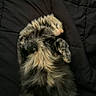 Tarot is registered to the contest to win money with this photo: adorable, animal, black_background, cat, cozy, cute, domestic_animal, feline, fluffy, fur, indoor, lying_down, paws, pet, quiet, relaxed, resting, sleeping, soft, whiskers