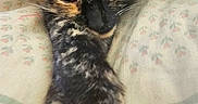 Tarot is registered to the contest to win money with this photo: animal, blanket, cat, closeup, comfort, cozy, cute, ears, face, fur, indoor, patterned, paw, pet, relaxed, resting, sleepy, soft, tortoiseshell, whiskers