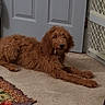 dog, reddish_brown, shaggy, fluffy, long_hair, lying_down, carpet, indoors, home, hallway, door, pet_gate, floor, portrait, animal, canine, relaxed, stretching, curly_coat, camera