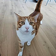 Solo a rejoint le concours — aidez-le/la à gagner de superbes lots ! cat, orange_tabby, white_fur, pet, indoor, wooden_floor, curious, animal, feline, whiskers, tail_up, close_up, looking_at_camera, domestic_cat, walking, four_legs, ears, eyes, house, home