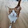 cat, orange_tabby, white_fur, pet, indoor, wooden_floor, curious, animal, feline, whiskers, tail_up, close_up, looking_at_camera, domestic_cat, walking, four_legs, ears, eyes, house, home