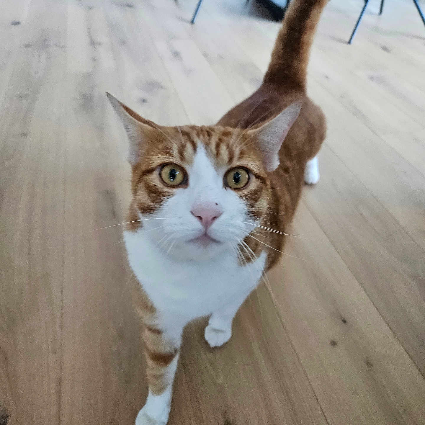 Solo a rejoint le concours — aidez-le/la à gagner de superbes lots ! animal, cat, close_up, curious, domestic_cat, ears, eyes, feline, four_legs, home, house, indoor, looking_at_camera, orange_tabby, pet, tail_up, walking, whiskers, white_fur, wooden_floor