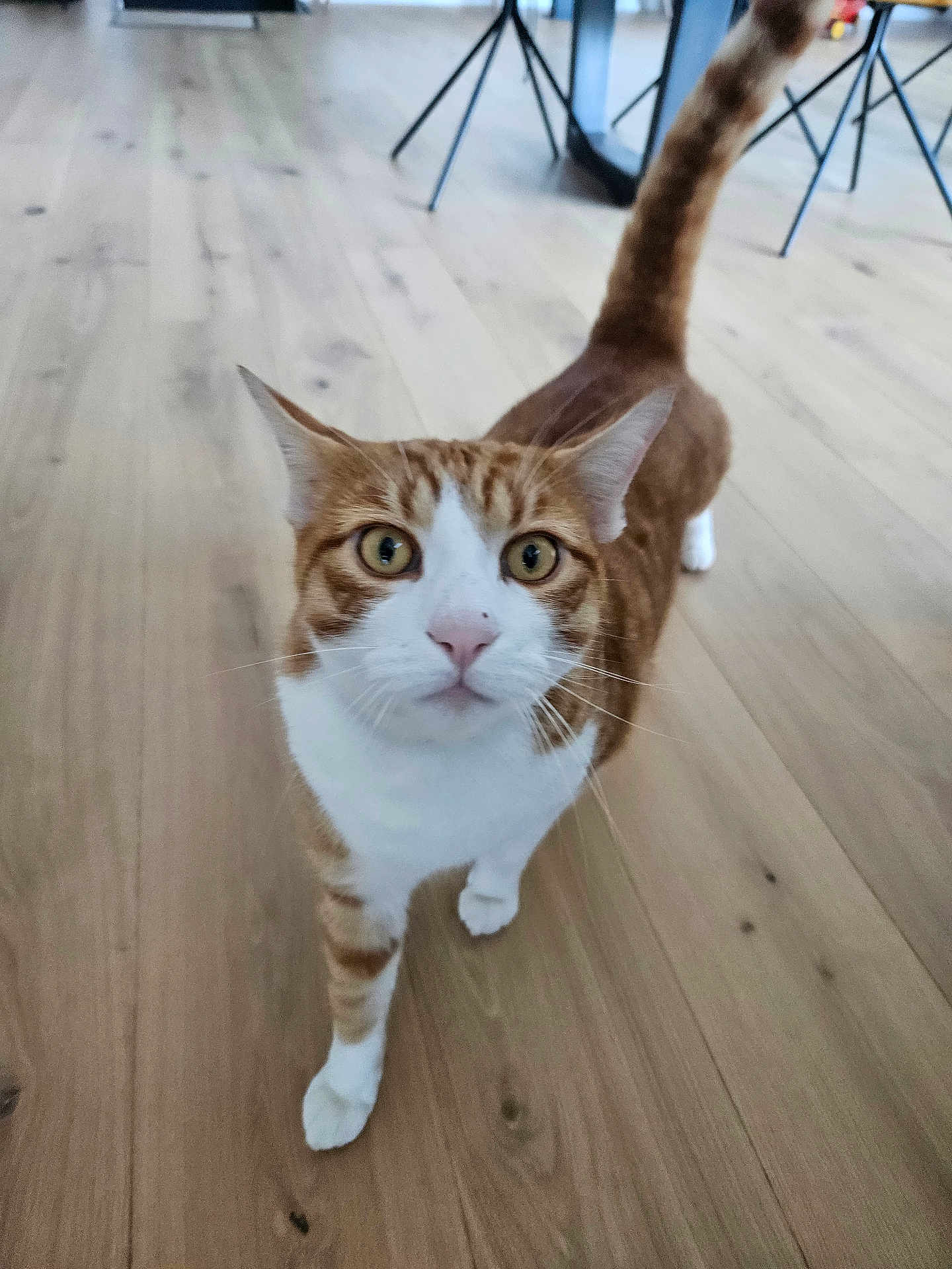 Solo a rejoint le concours — aidez-le/la à gagner de superbes lots ! cat, orange_tabby, white_fur, pet, indoor, wooden_floor, curious, animal, feline, whiskers, tail_up, close_up, looking_at_camera, domestic_cat, walking, four_legs, ears, eyes, house, home