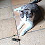 cat, toy_mouse, floor, tile, indoor, curious, pet, animal, whiskers, paws, tail, feline, light, shadow, wooden_furniture, home, relaxed, playful, closeup, resting