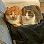 cat, cats, orange_cat, gray_cat, feline, pet, domestic_animal, couch, blanket, basket, indoor, cozy, resting, fur, animal, home, relaxing, snuggling, two_animals, living_room