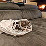 kitten, cat, plastic_bag, couch, indoor, fireplace, cozy, gray, fur, pet, animal, curious, home, soft, furniture, relaxing, cute, whiskers, ears, playful