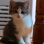 Scampi participe au concours pour gagner de l'argent avec cette photo : kitten, cat, gray, white, fur, animal, pet, indoor, floor, wooden_table_leg, vent, cute, small, sitting, young, curious, feline, domestic, mammal, adorable