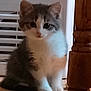 kitten, cat, gray, white, fur, animal, pet, indoor, floor, wooden_table_leg, vent, cute, small, sitting, young, curious, feline, domestic, mammal, adorable