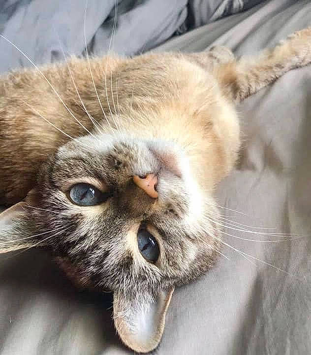 Sadi is registered to the contest to win money with this photo: carnivore, cat, claw, close_up, domestic_short_haired_cat, eye, fawn, felidae, fur, head, paw, reef, small_to_medium_sized_cats, snout, tail, terrestrial_animal, whiskers, wildlife, wrinkle