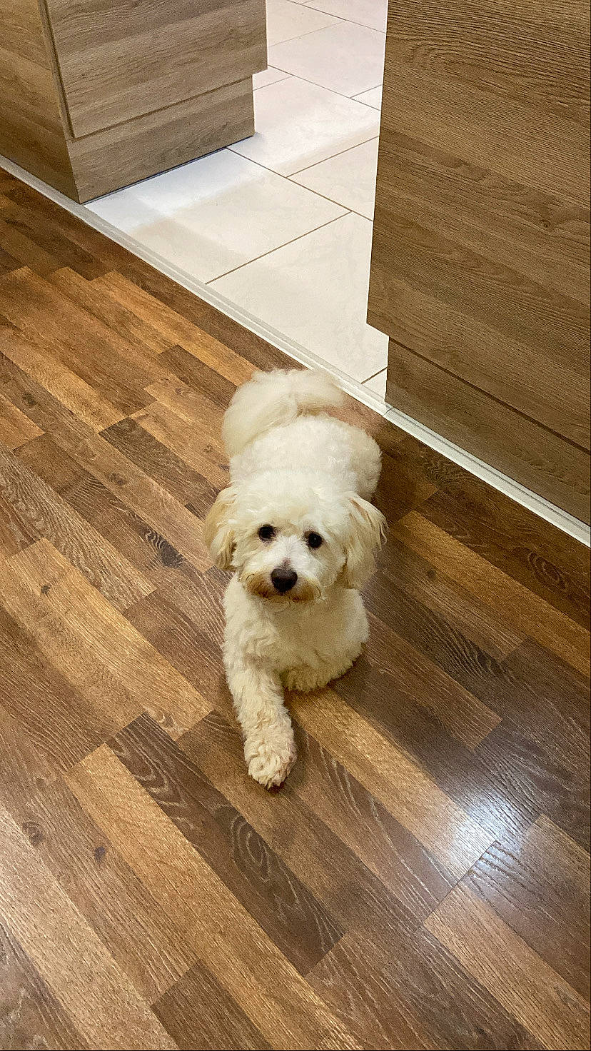 Boubou participe au concours pour gagner de l'argent avec cette photo : canidae, carnivore, companion_dog, dog, dog_breed, door, floor, flooring, fur, hardwood, laminate_flooring, line, plank, sporting_group, toy_dog, varnish, wood, wood_flooring, wood_stain, working_animal