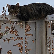 Athéna a rejoint le concours — aidez-le/la à gagner de superbes lots ! animal, branch, cat, closeup, curious, daylight, domestic_animal, fence, mammal, metal, nature, outdoor, pattern, pet, quiet, resting, sky, tabby_cat, watchful, wildlife