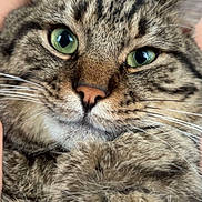Milo joined the competition — help win amazing prizes! animal_face, cat, close_up, comfort, cute, domestic_animal, ears, feline, fluffy, fur, green_eyes, human_legs, indoor, muzzle, nose, pet, portrait, relaxation, tabby, whiskers
