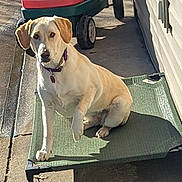 Chloie is registered to the contest to win money with this photo: animal, canine, collar, concrete, daylight, dog, elevated_pet_bed, garden, looking_at_camera, outdoor, paw_raised, pet, playful, resting, shadow, sidewalk, sunlight, wagon, wall, wood