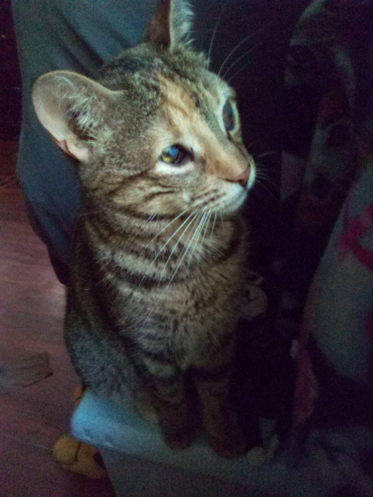 Faith is registered to the contest to win money with this photo: carnivore, cat, domestic_short_haired_cat, eye, felidae, fur, small_to_medium_sized_cats, snout, terrestrial_animal, whiskers